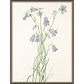 Harebell By Mary Vaux Walcott By Mary Vaux Walcott Framed Mounted Canvas Wall Art Print