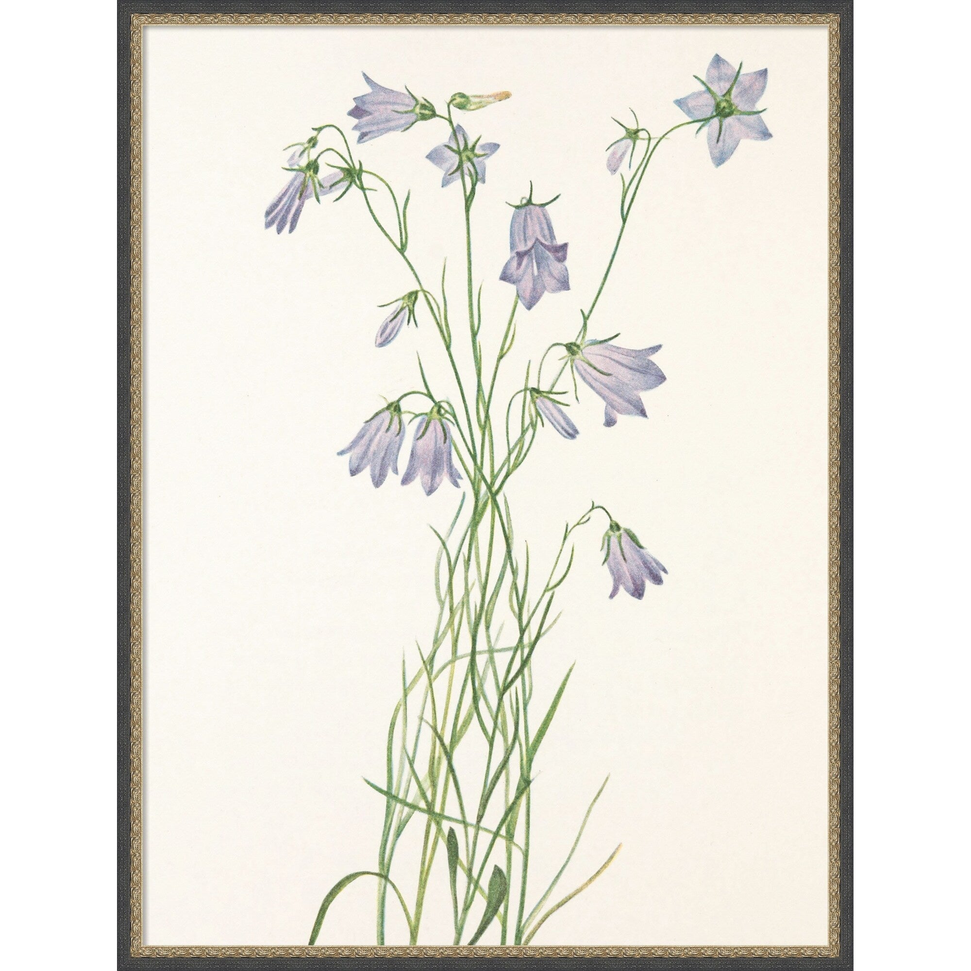 Harebell By Mary Vaux Walcott By Mary Vaux Walcott Framed Mounted Canvas Wall Art Print