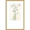 Harebell By Mary Vaux Walcott By Mary Vaux Walcott Wood Framed Wall Art Print