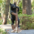 Hi Line Climbing Black Bear Cub Statue