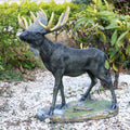 Hi Line Majestic Moose Statue