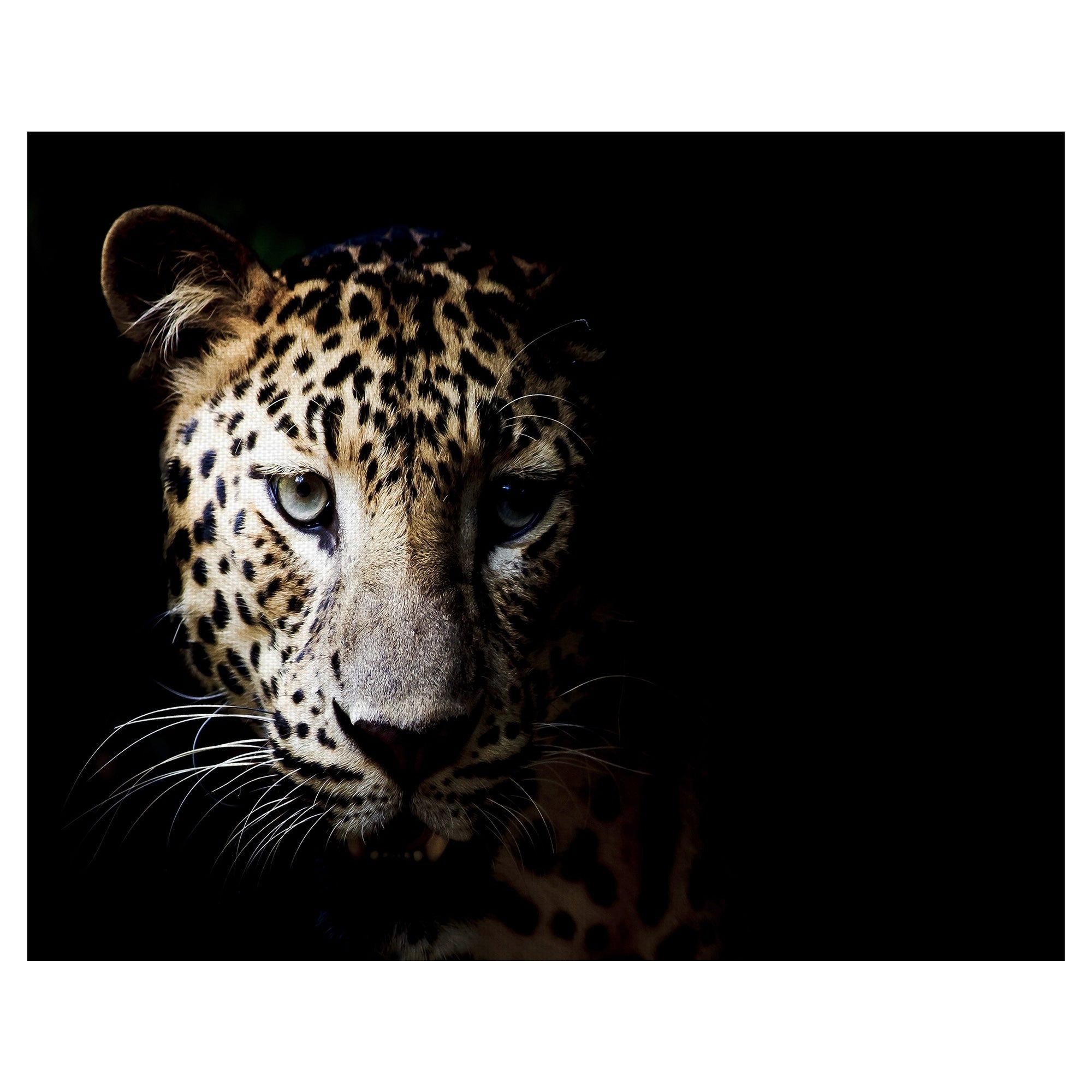 Leopard In The Shadows By Belle Maison Wrapped Canvas Art Print