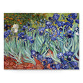 Vincent Van Gogh Iries Canvas Wall Art