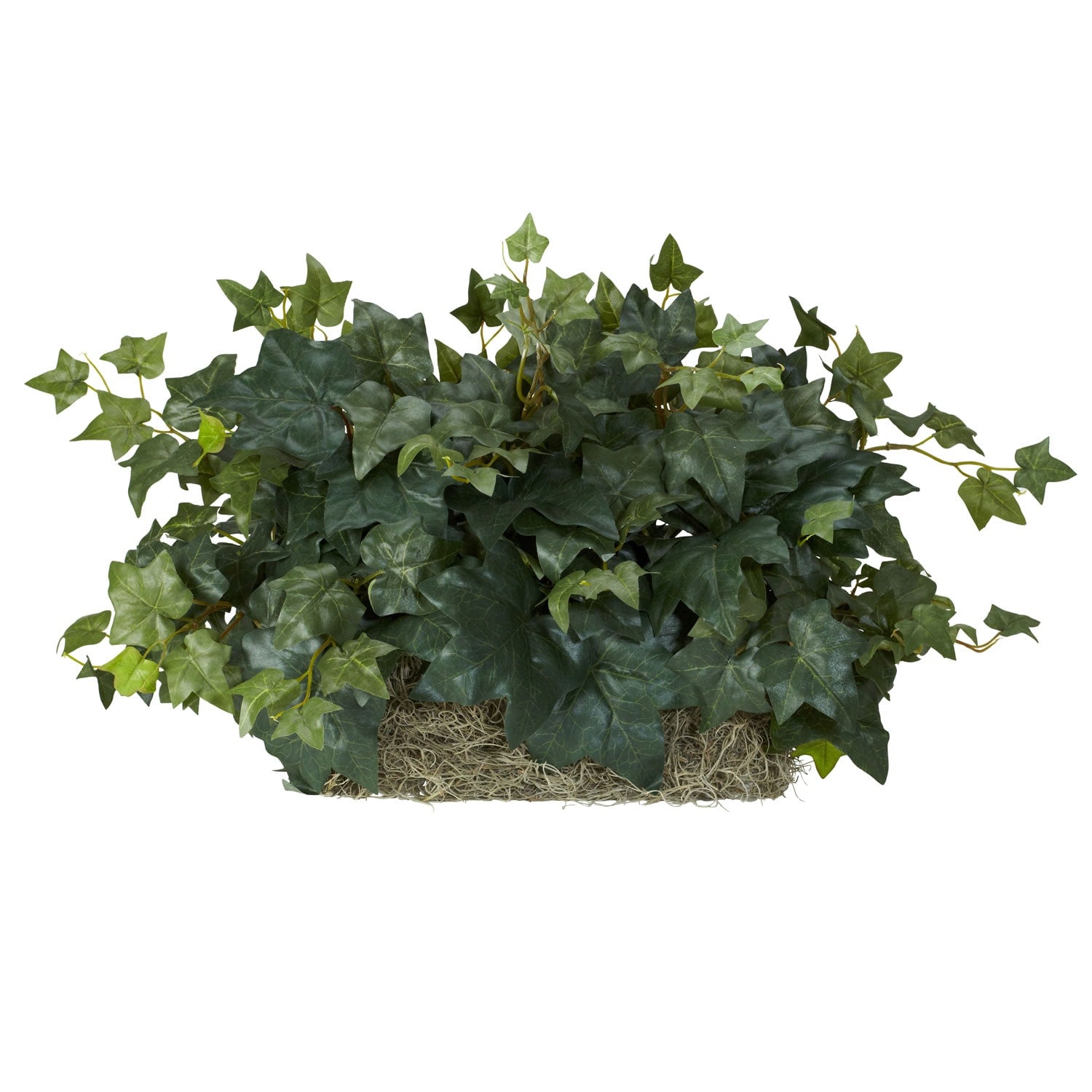 Ivy Ledge Silk Plant