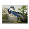 The Curated Nomad John James Audubon Louisiana Heron Canvas Art