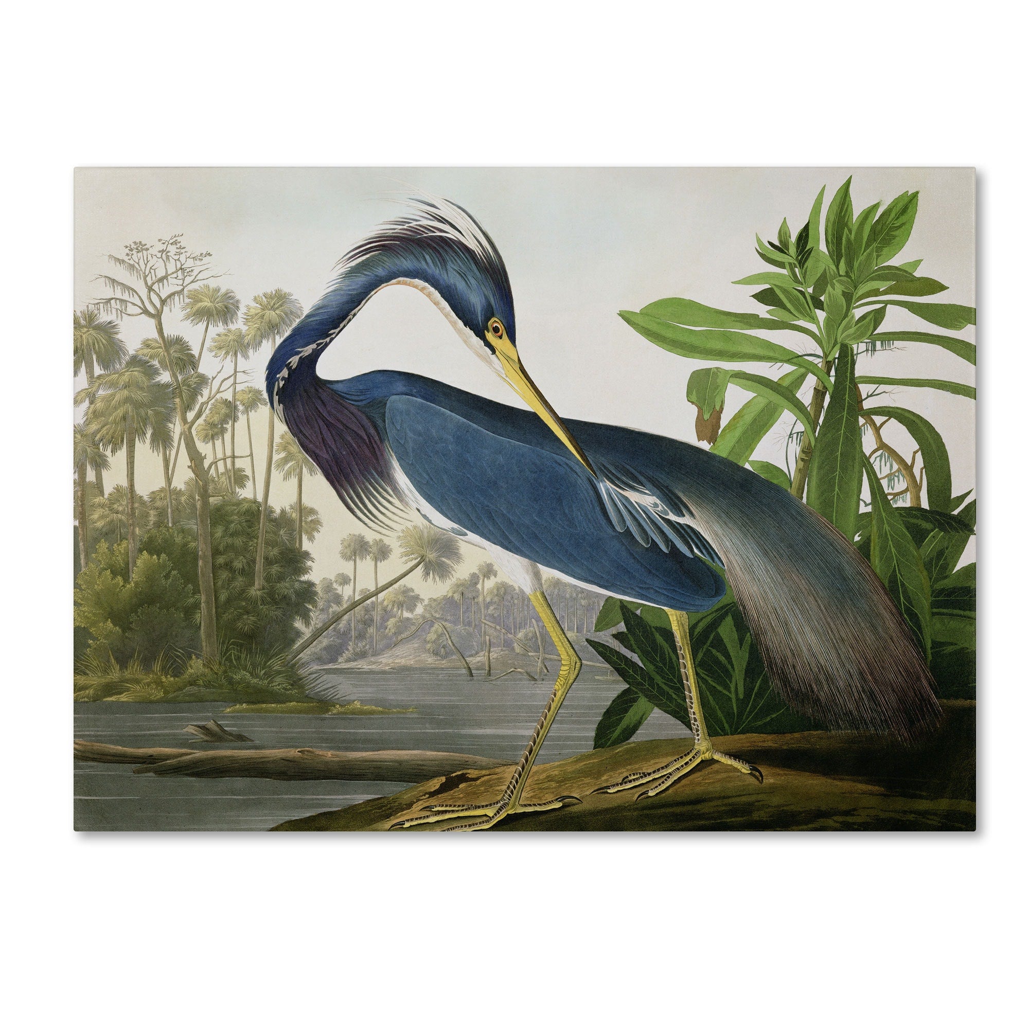 The Curated Nomad John James Audubon Louisiana Heron Canvas Art