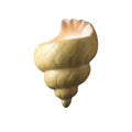 Justice Design Group Ambiance Conch Shell Wall Sconce