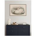Kate And Laurel Cygnus Olor Mute Swan John Gould By Nostalgia Prints Framed Canvas Wall Art Print