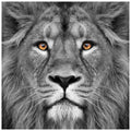 King Of The Jungle Lion Unframed Free Floating Tempered Glass Wall Art