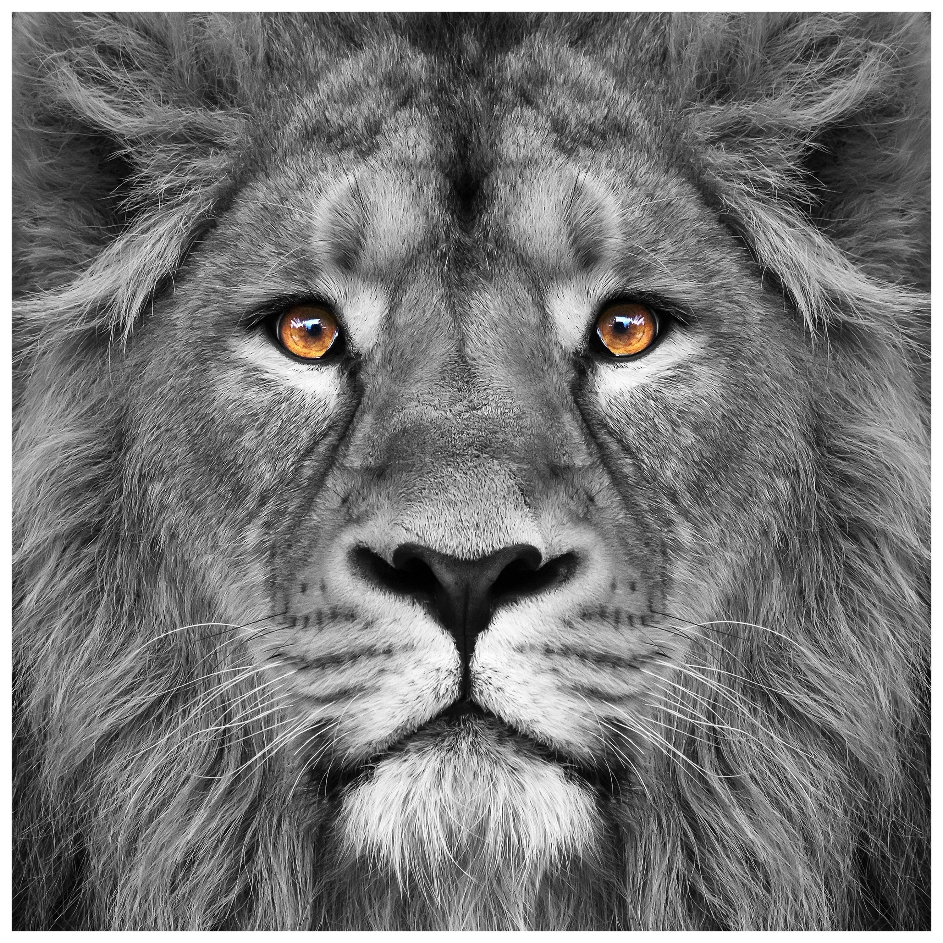King Of The Jungle Lion Unframed Free Floating Tempered Glass Wall Art
