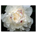 Kurt Shaffer Perfect Peony Canvas Art