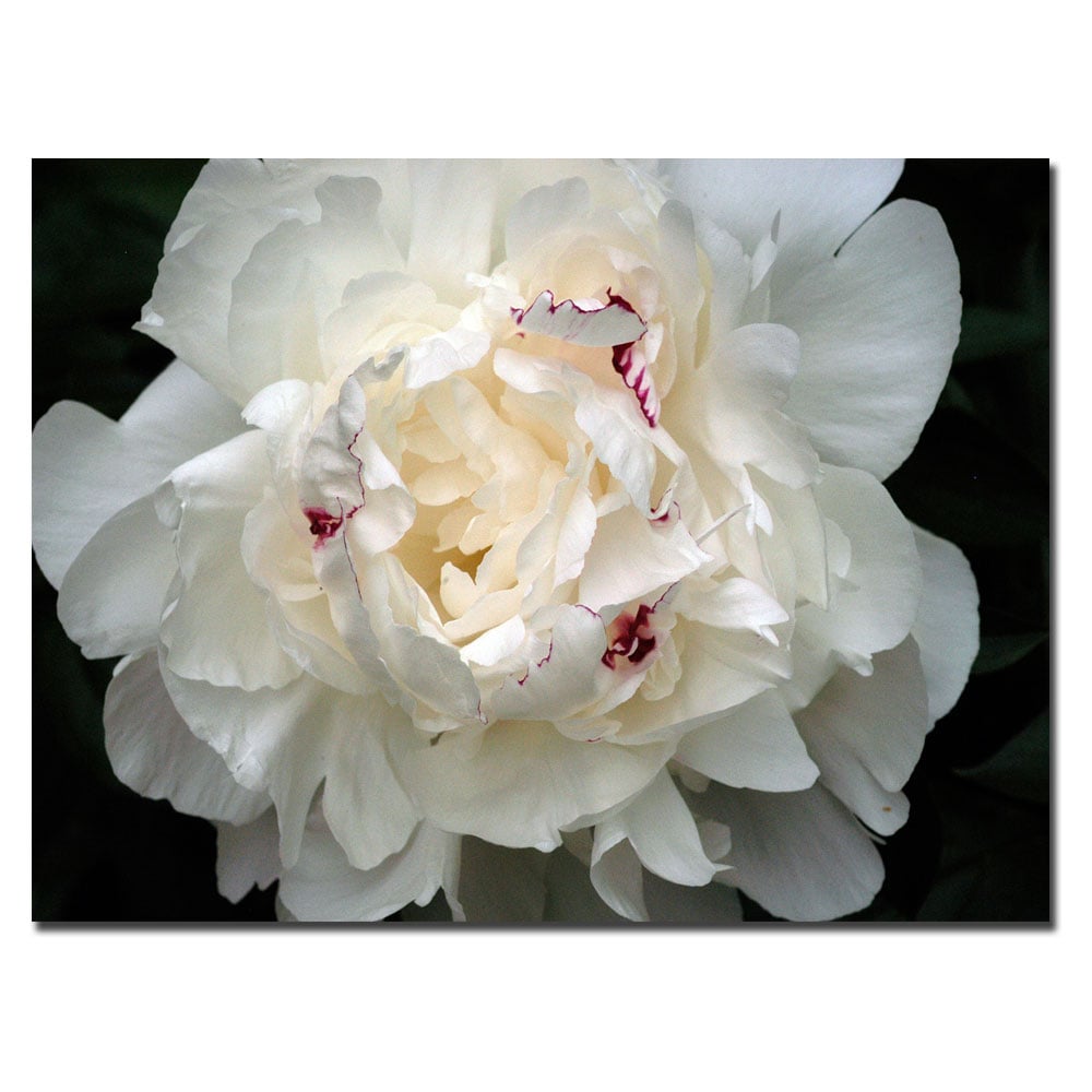 Kurt Shaffer Perfect Peony Canvas Art