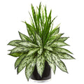 Silver Queen And Grass Artificial Plant In Black Vase