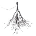 Led Flocked Twig Branch 5H