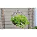 Large Hanging Globe Planter