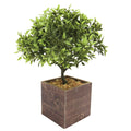 Leaf Bonsai Tree In Square Wood Pot 11In 11 H X 7.5 W X 7.5 Dp