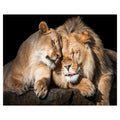 Lion Love By Belle Maison Wrapped Canvas Art Print