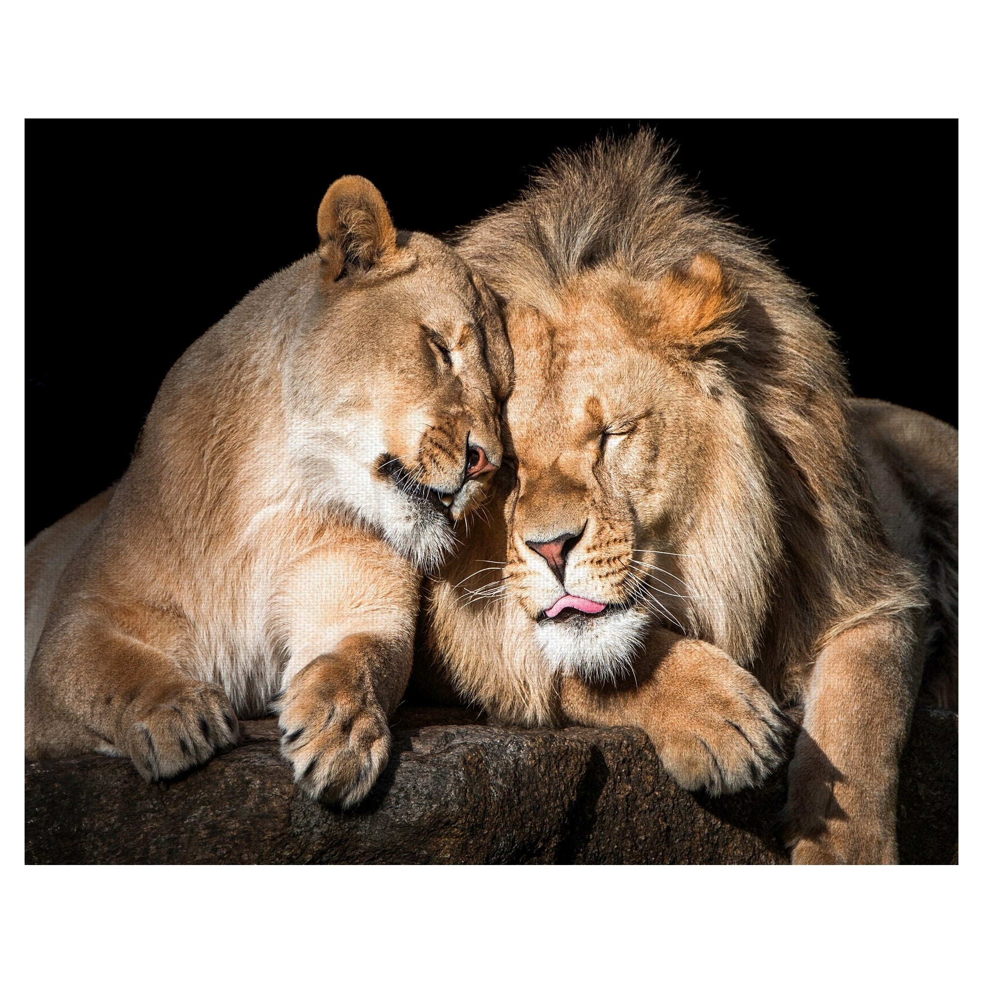 Lion Love By Belle Maison Wrapped Canvas Art Print