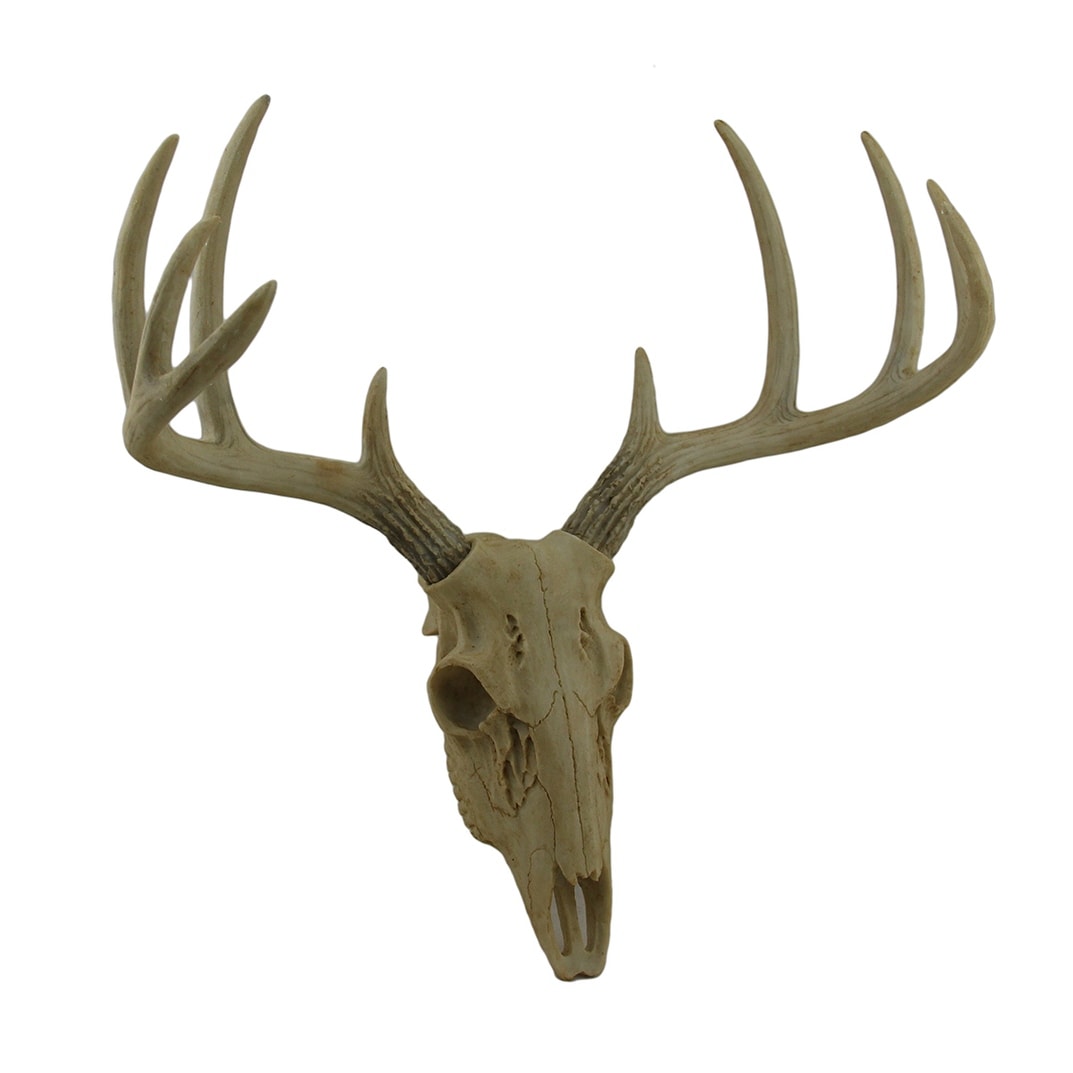 Little Bucky Wall Mounted Faux Aged Finish Deer Skull And Antlers 15 Inch 15.5 X 14.5 X 9.75 Inches
