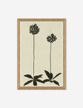 Allium By Susan Hable
