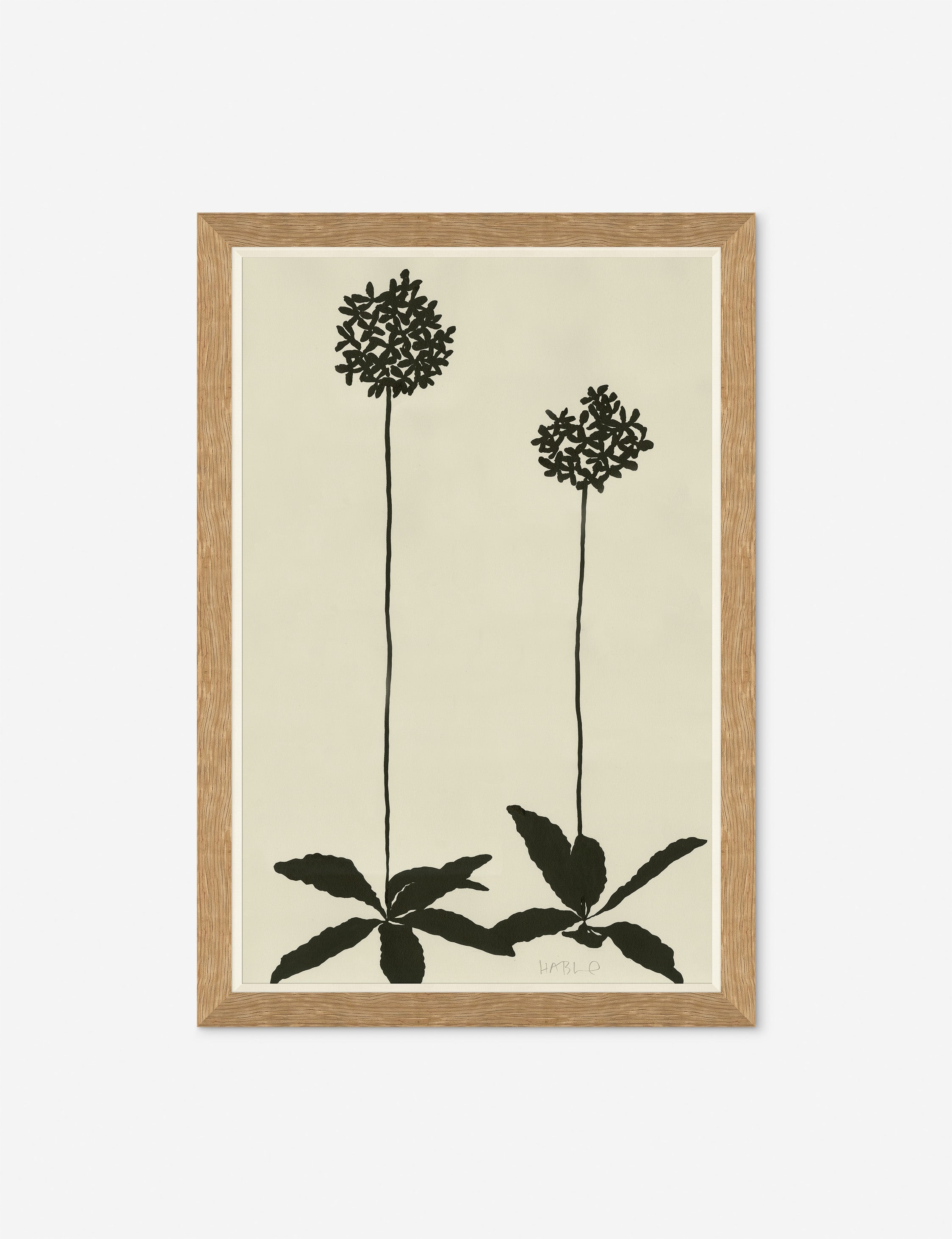 Allium By Susan Hable
