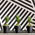 Madison Planter