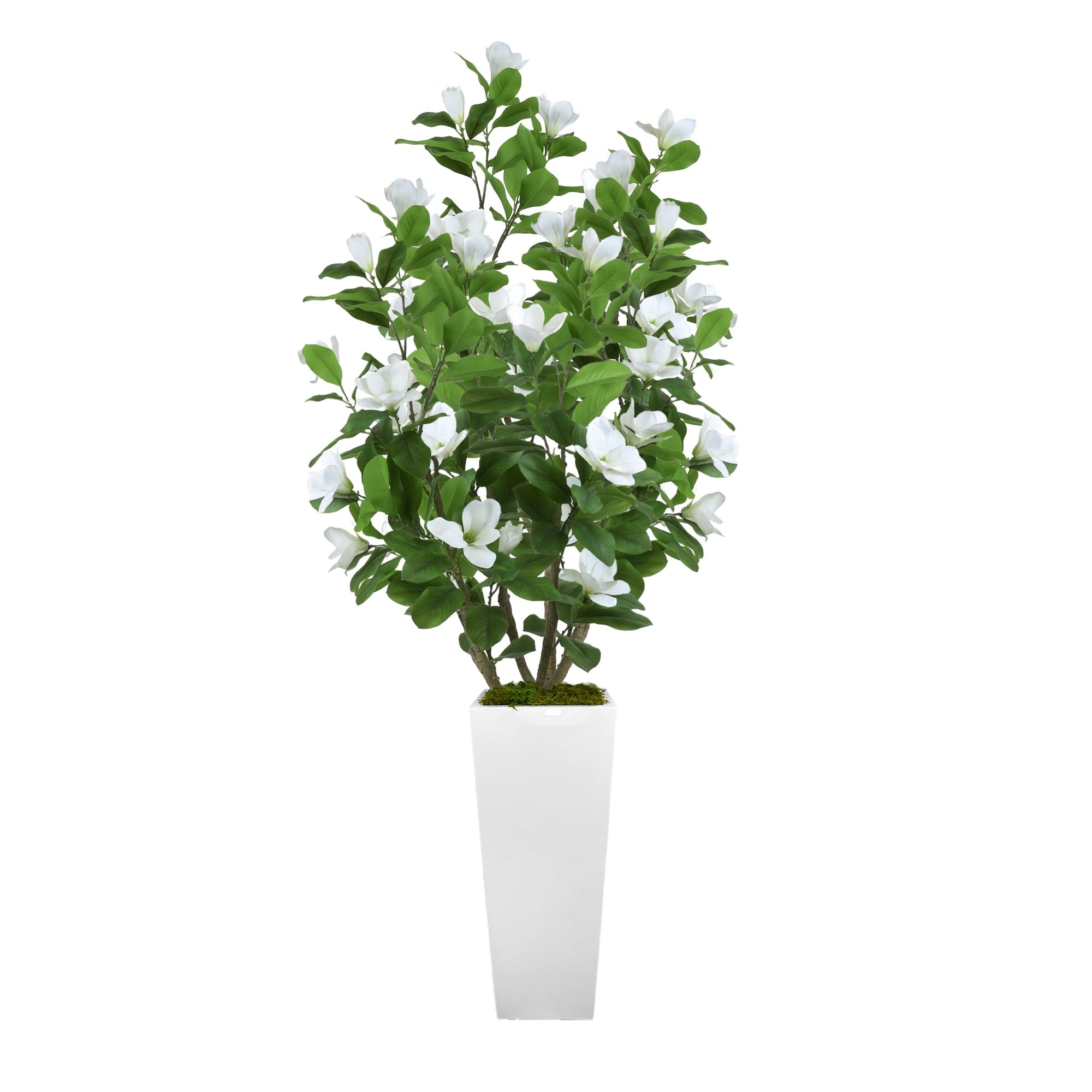 Magnolia Tree In Fiberstone Planter 66