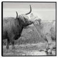 Masterpiece Art Gallery Kirklands Highland Courting By Danita Delimont Color Black Frame Wall Art Size 35X35