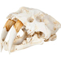 Mercana Fozzil Cream Resin Sabertooth Cat Skull Accent Piece