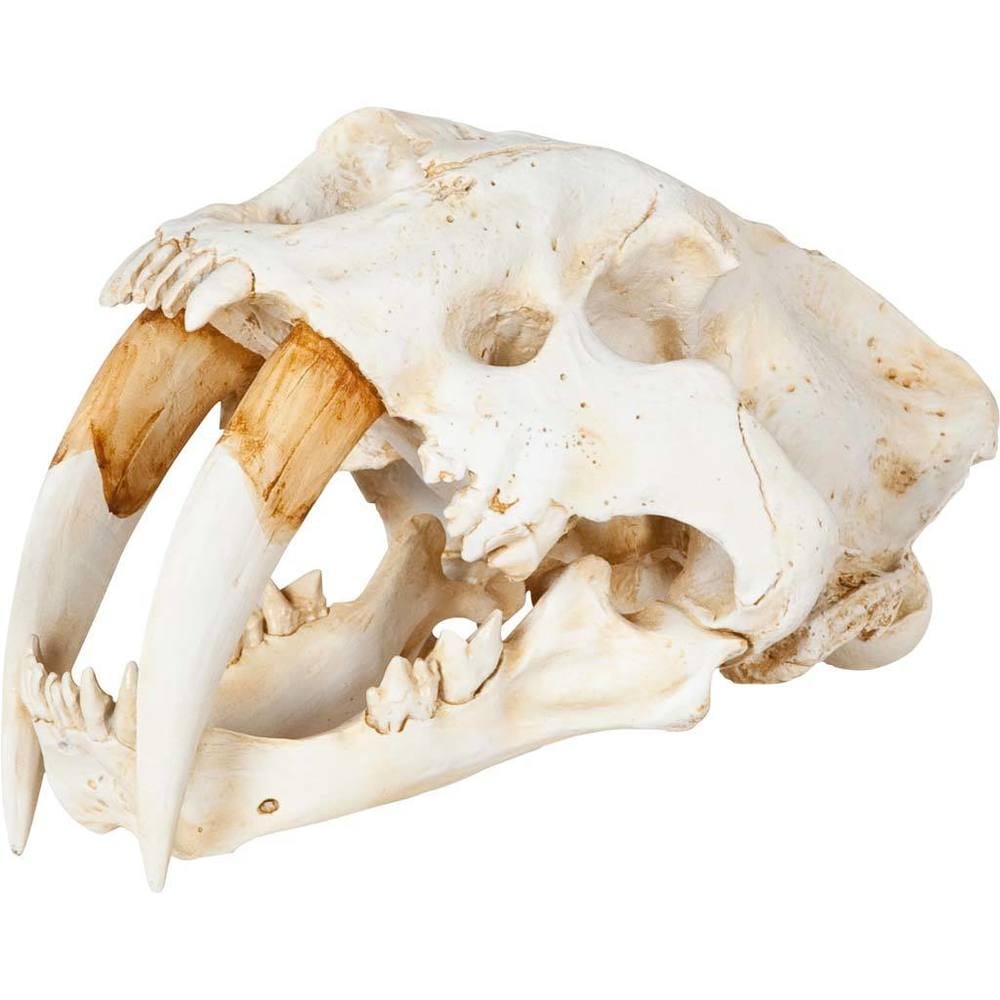 Mercana Fozzil Cream Resin Sabertooth Cat Skull Accent Piece