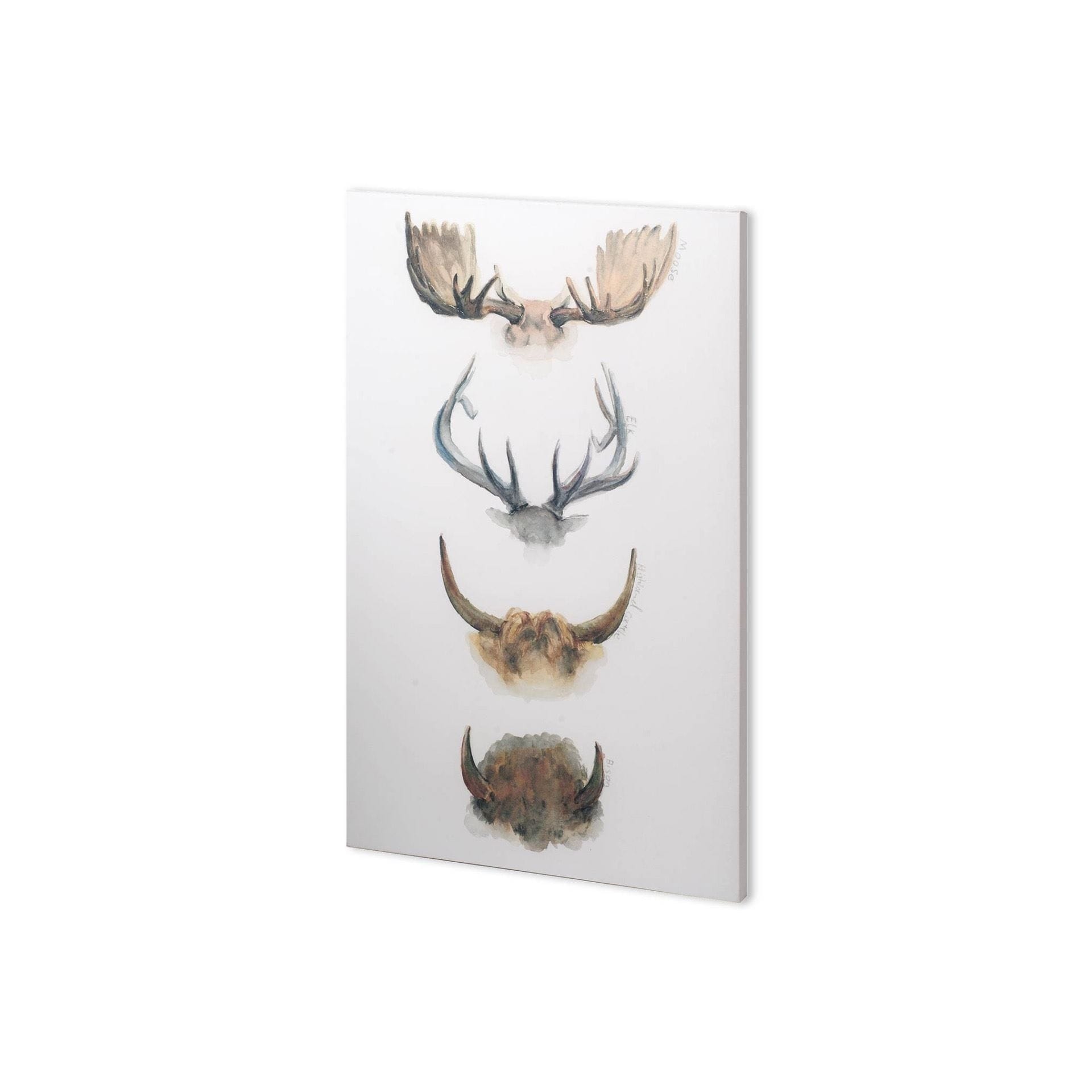 Mercana Horn Tail Study Ii 25 X 37 Made To Order Canvas Art