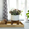 Mid Century 4.75 Ceramic Gladiator Planter On Wood Stand Matte White