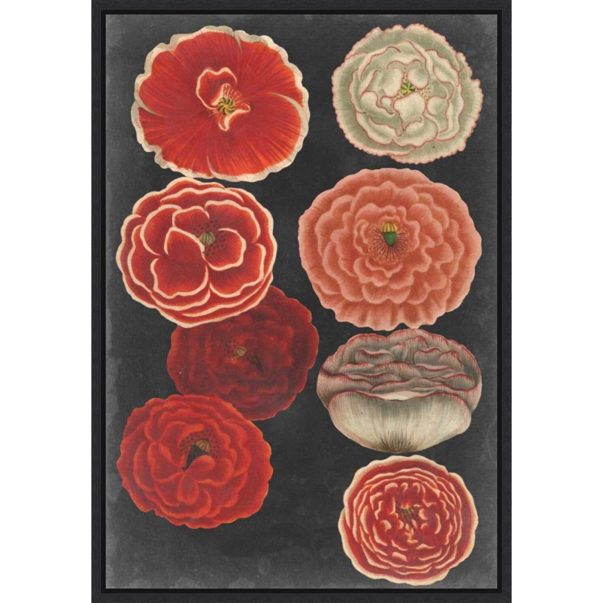 Midnight Poppies By Vision Studio 23 X 33 In. Framed Canvas Wall Art Print