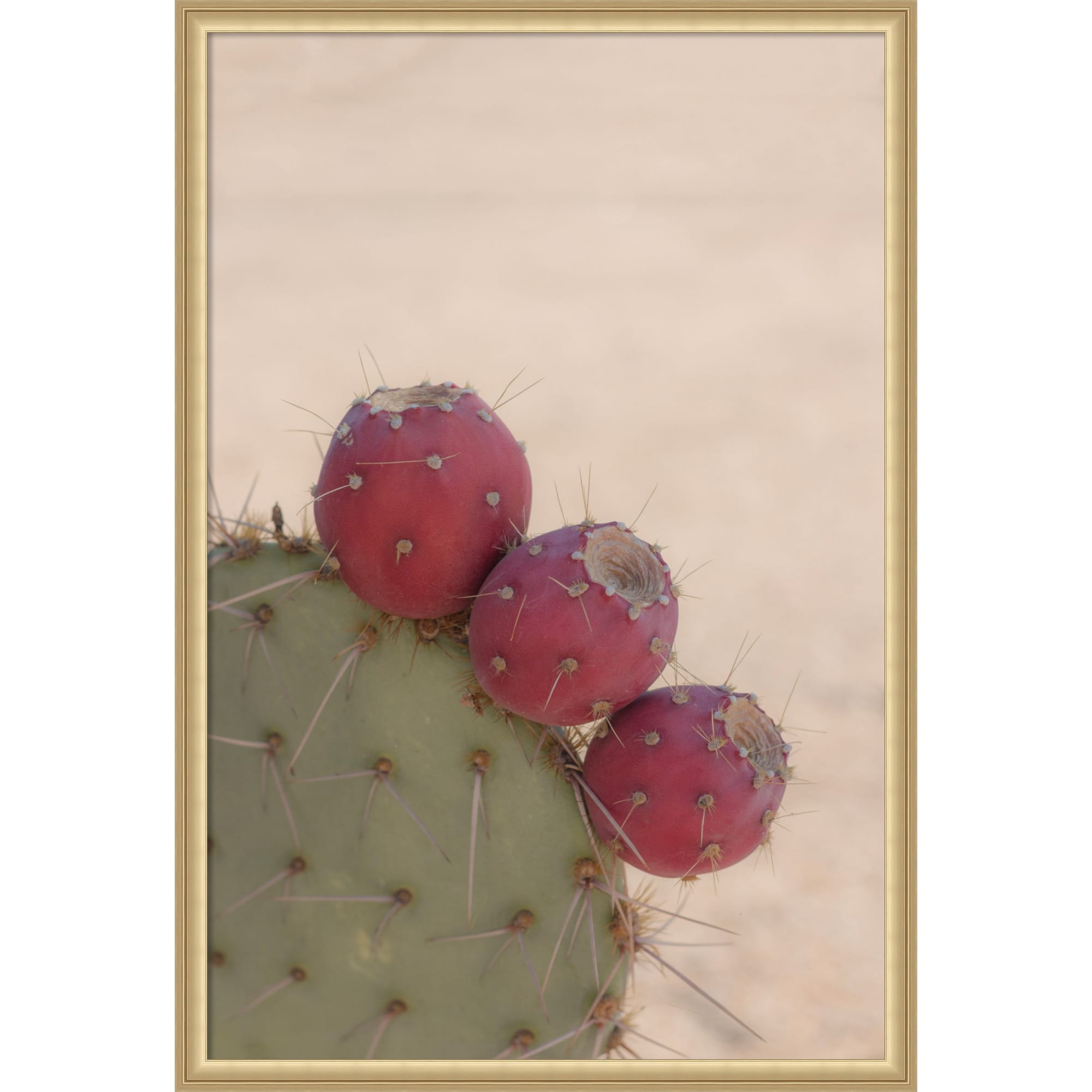 Modern Close Up Cactus By Stephanie Klatt Framed Mounted Canvas Wall Art Print