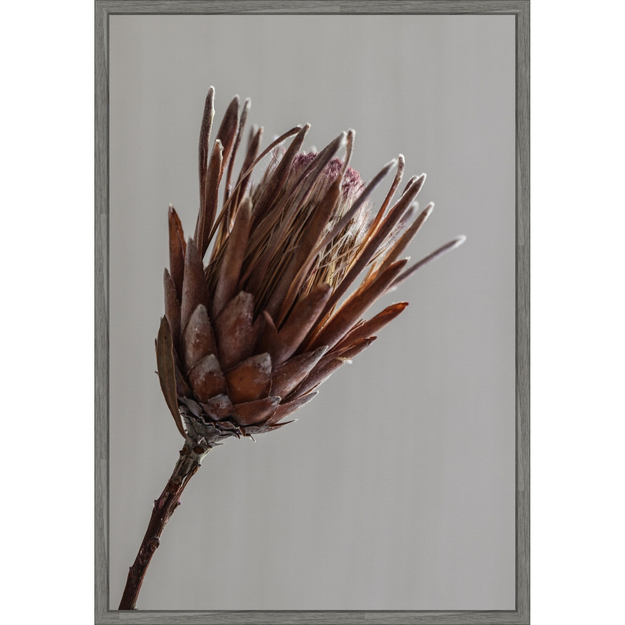 Momo By Shot By Clint Framed Canvas Wall Art Print