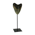 Mounted Giant Megalodon Shark Tooth Fossil Sculpture 13.75 X 4.5 X 4 Inches