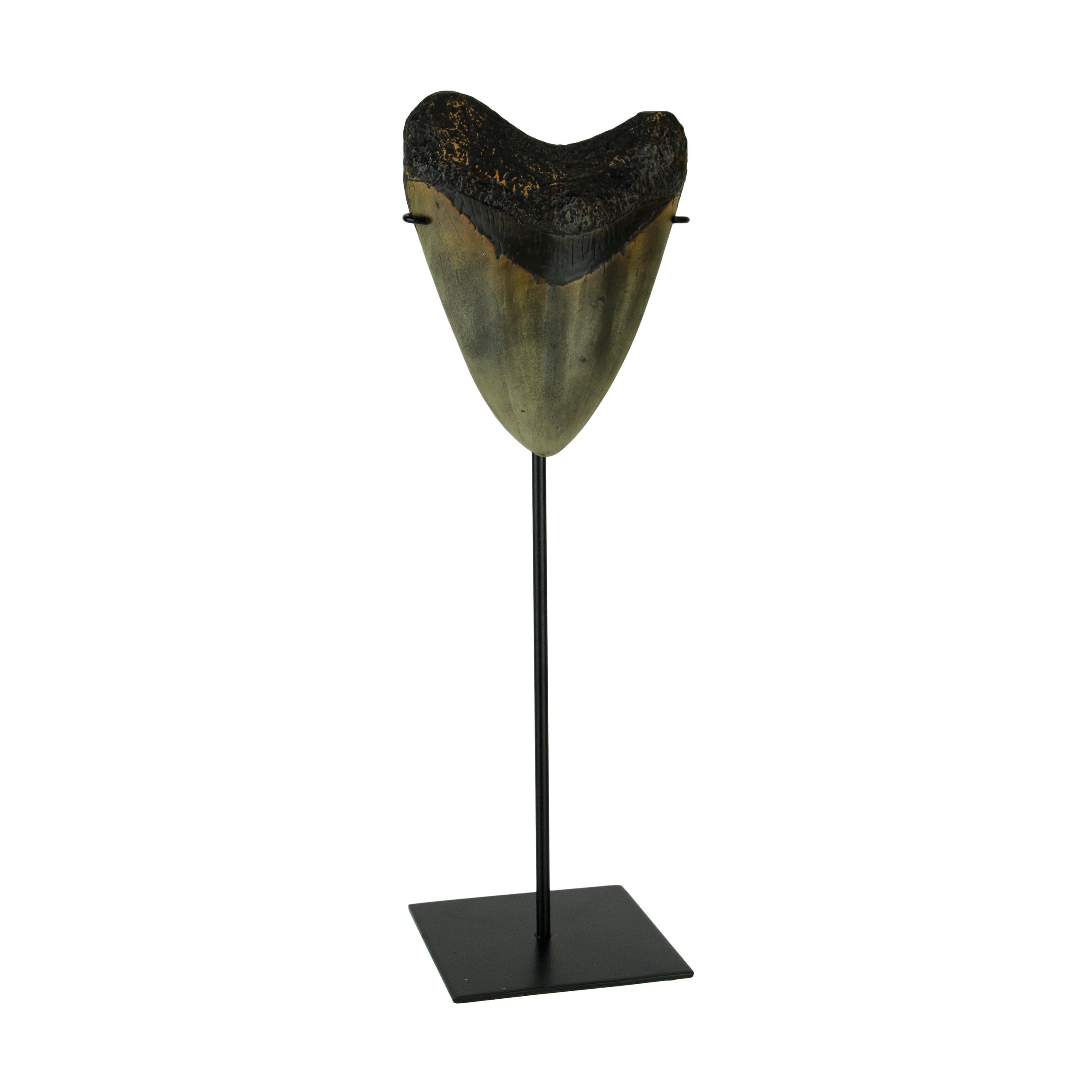 Mounted Giant Megalodon Shark Tooth Fossil Sculpture 13.75 X 4.5 X 4 Inches