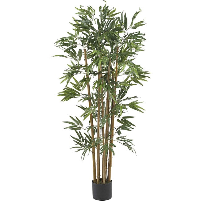 Multi Bambusa 4 Foot Bamboo Silk Tree
