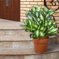 24 Artificial Hosta Plant