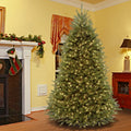 Powerconnect Dunhill Fir Tree With Clear Lights