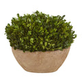 12 Boxwood Preserved Plant In Oval Planter
