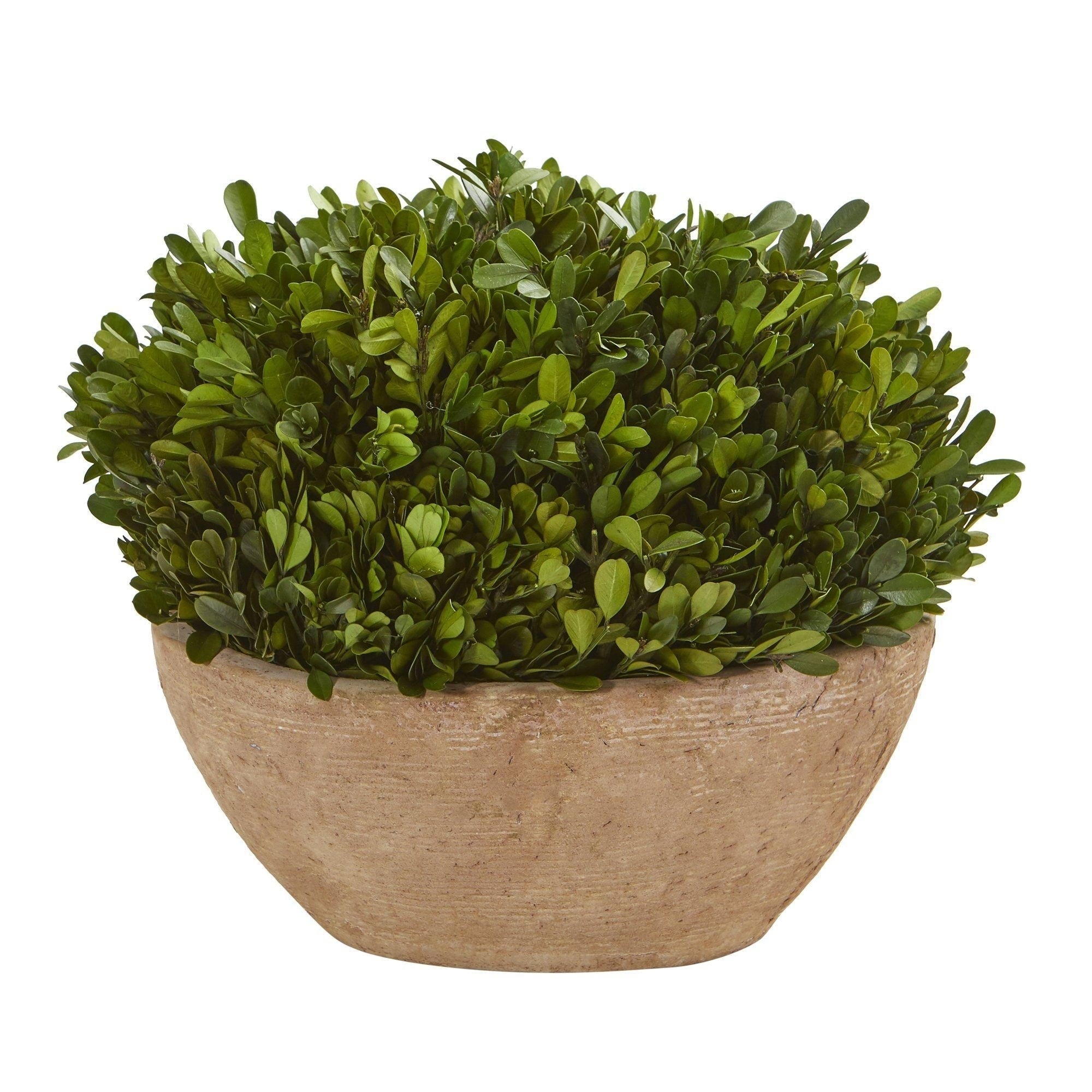 12 Boxwood Preserved Plant In Oval Planter