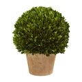 15 Boxwood Ball Preserved Plant In Planter