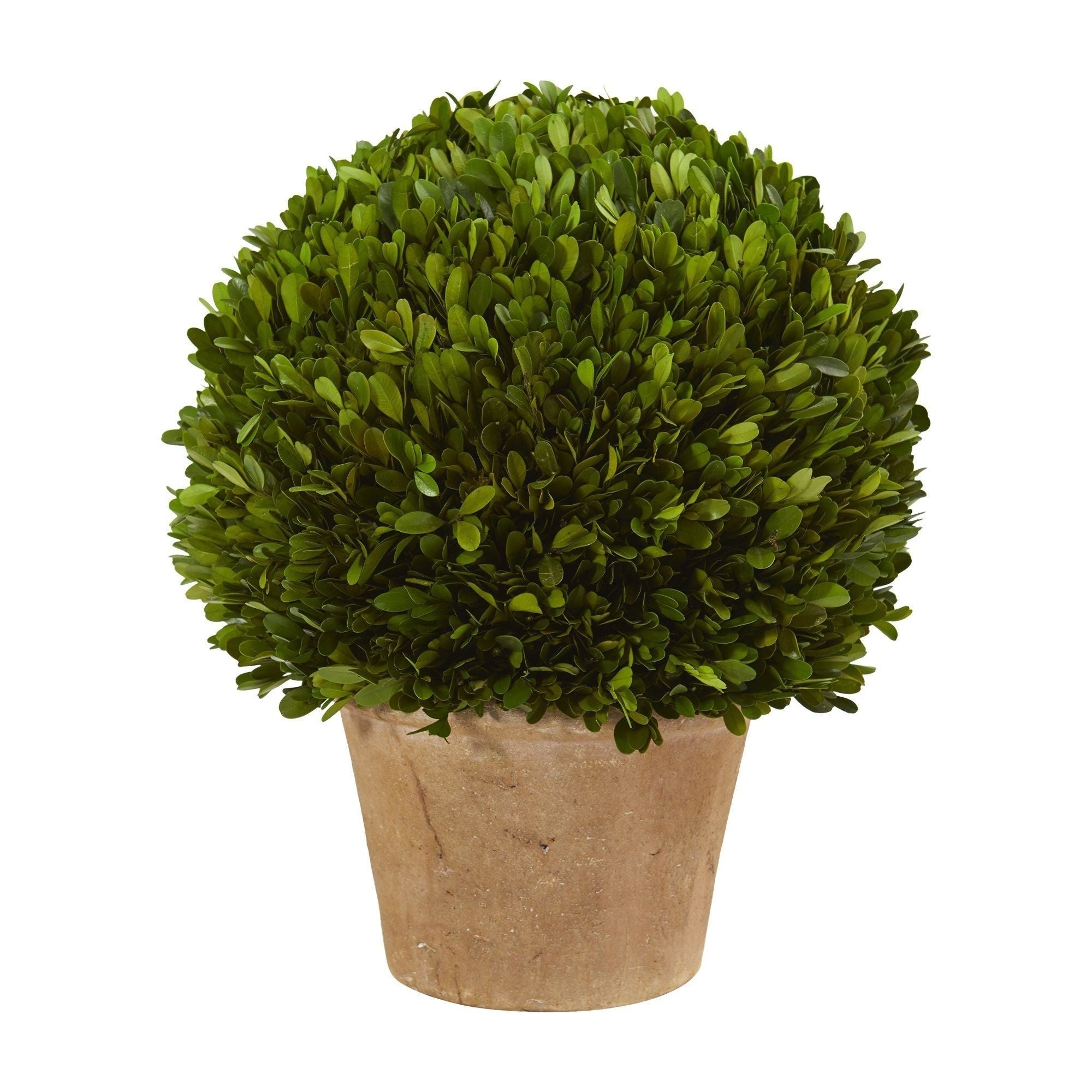 15 Boxwood Ball Preserved Plant In Planter