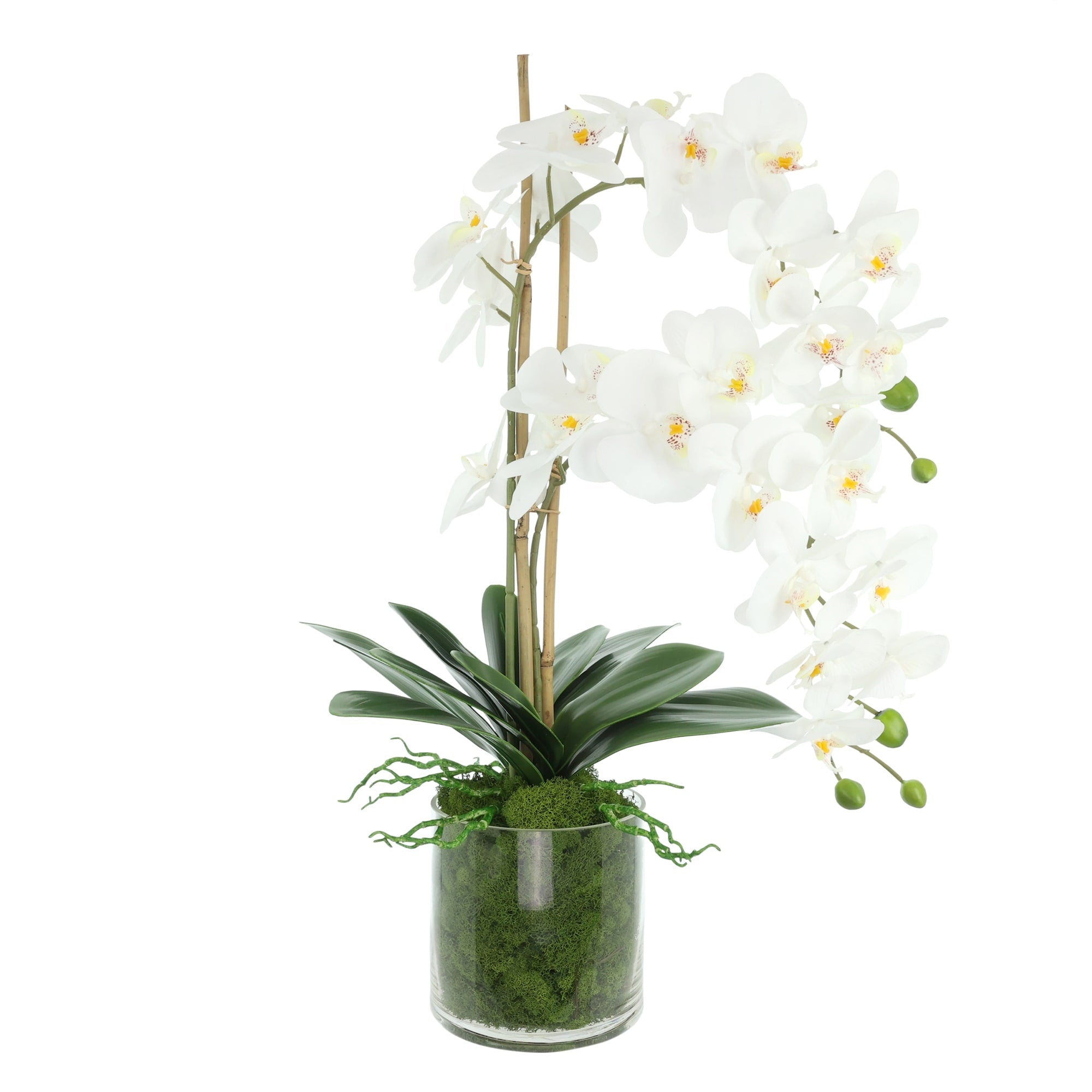 Orchids Arranged In Glass Vase With Moss 26