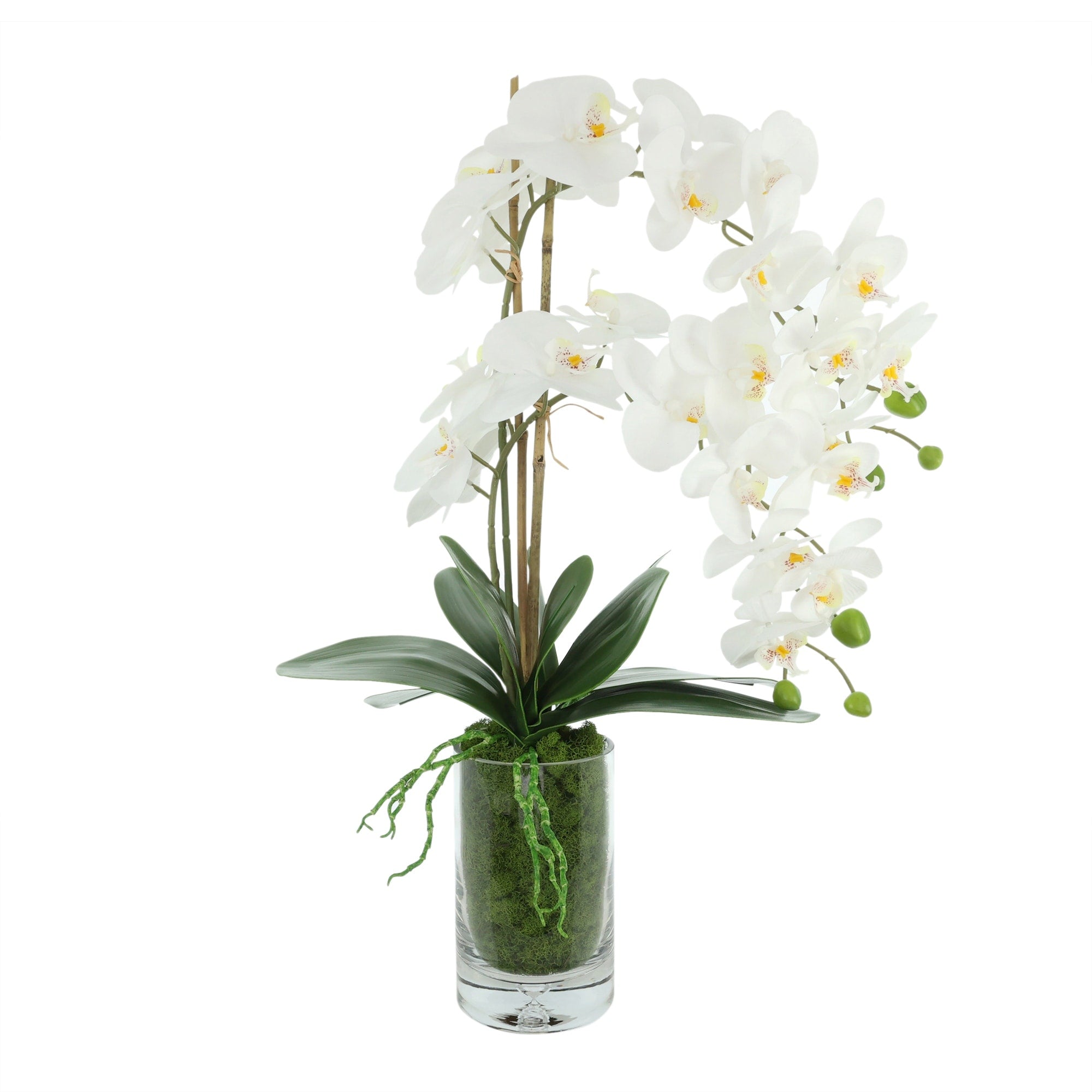 Orchids Arranged In Glass Vase With Moss 25