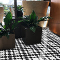 Oujda In Black And White Handmade 8X8 In Moroccan Tile Pack Of 12