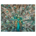 Peacock Colors By Studio Arts Wrapped Canvas Art Print