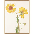Perennial Gaillardia From North American Wildflowers 1925 By Mary Vaux Walcott. By Mary Vaux Walcott Framed Canvas Wall Art