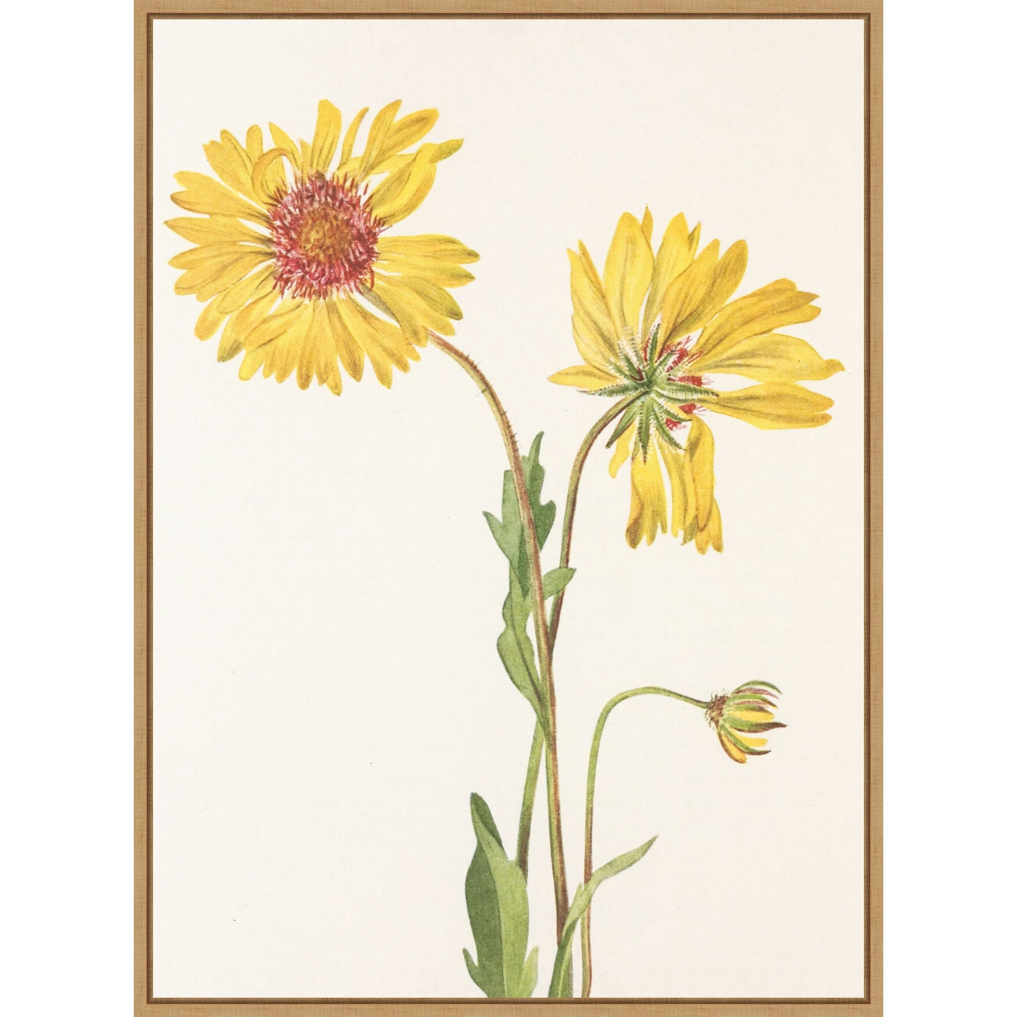 Perennial Gaillardia From North American Wildflowers 1925 By Mary Vaux Walcott. By Mary Vaux Walcott Framed Canvas Wall Art